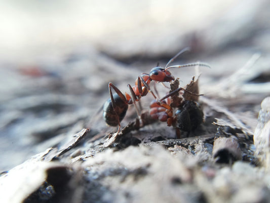 image of ants for beginners