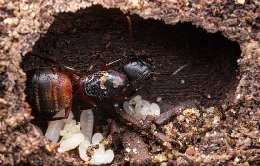 Camponotus chromaiodes (Rusty Carpenter Ant)