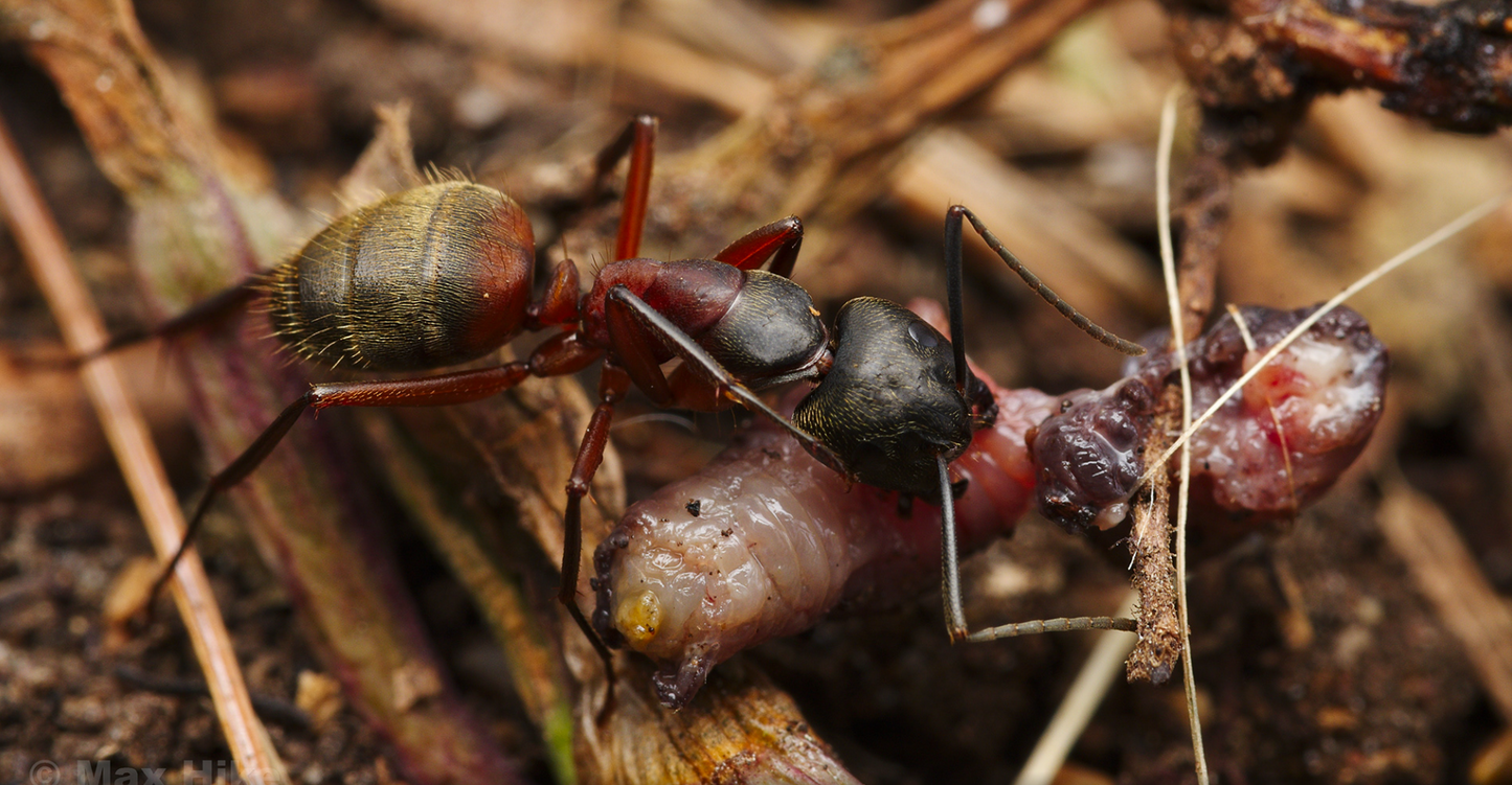 Camponotus chromaiodes (Rusty Carpenter Ant)