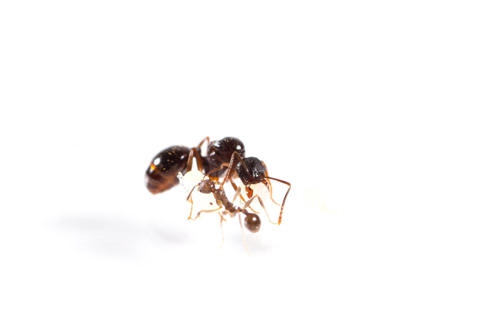 Aphaenogaster picea Black Winnow Ant canada-colony