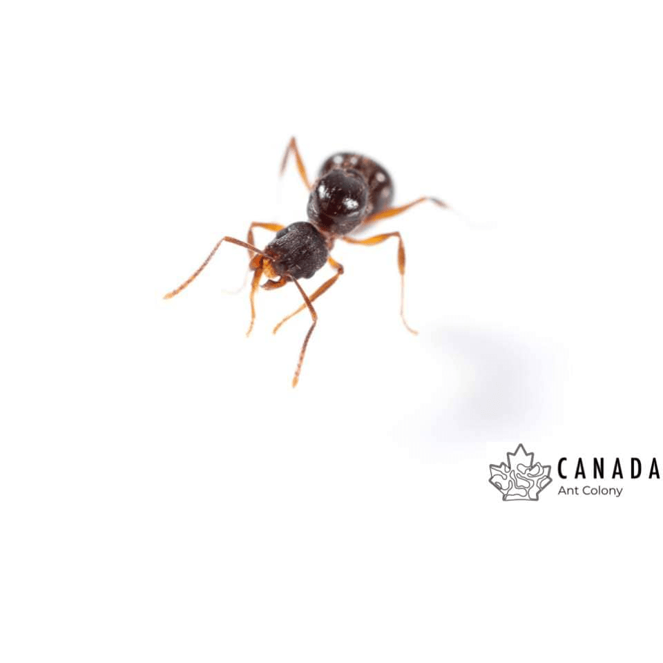 Aphaenogaster picea Black Winnow Ant canada-colony