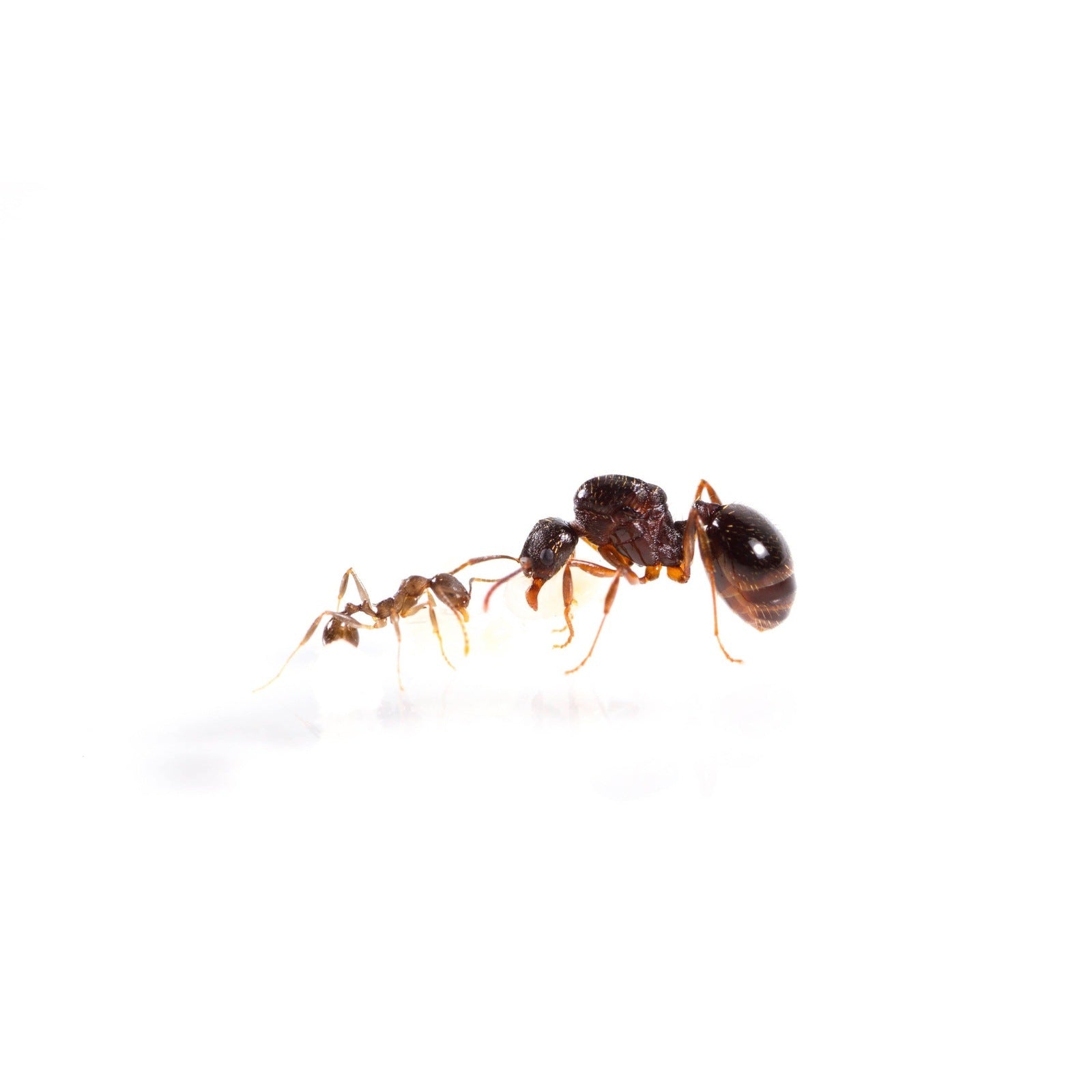 Aphaenogaster picea Black Winnow Ant canada-colony