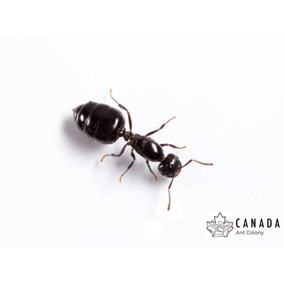 Crematogaster cerasi Cherry Acrobat Ants canada-colony