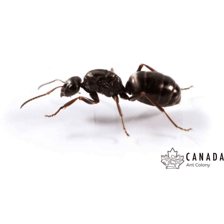 Formica subsericea Silky Field Ant canada-colony