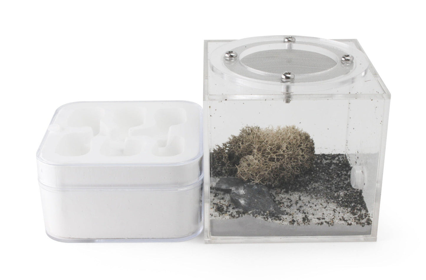Hydrostone Nest - Lineata canada-colony