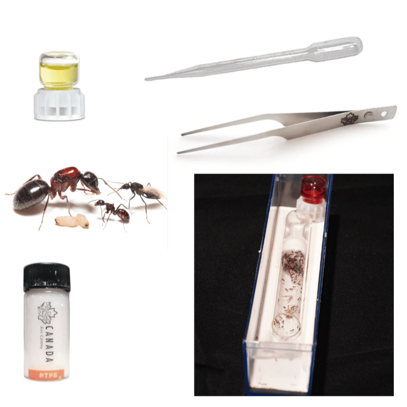 Worker Ant's Founding Starter Kit canada-colony