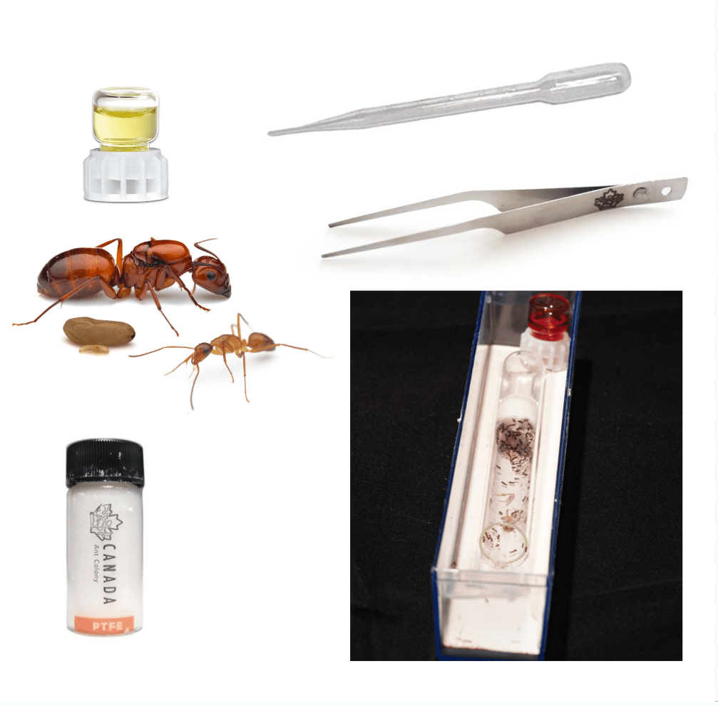 Worker Ant's Founding Starter Kit canada-colony