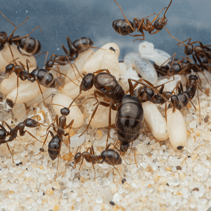 Formica pallidefulva Pale Field Ant canada-colony