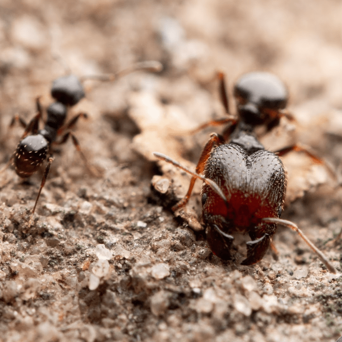 Pheidole pilifera Hairy Big-headed Ant canada-colony