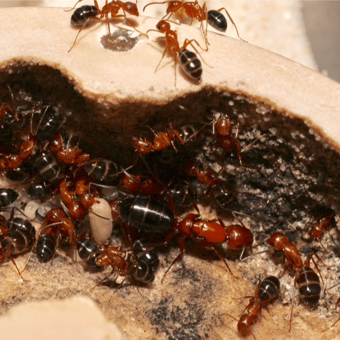 Camponotus sayi Bicolor Carpenter Ant canada-colony