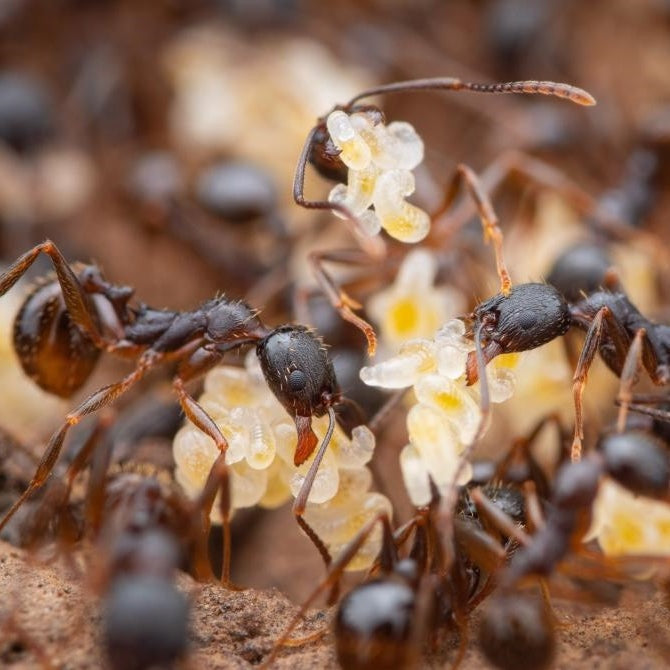 Aphaenogaster picea Black Winnow Ant canada-colony