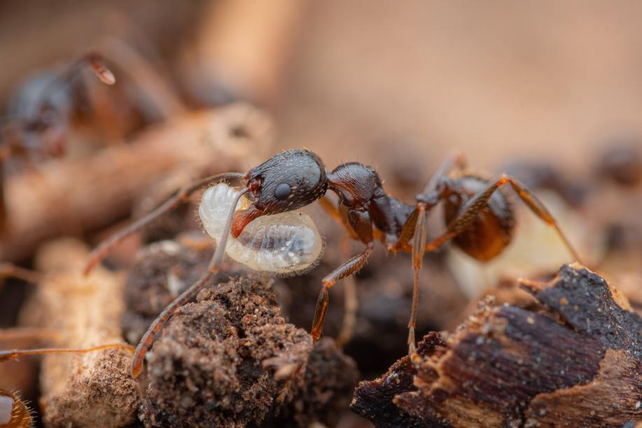 Aphaenogaster picea Black Winnow Ant canada-colony